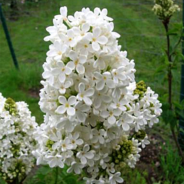 Сирень обыкновенная 'Мадам Феликс' (белая)